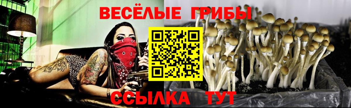 Галлюциногенные грибы Psilocybine cubensis Каменка
